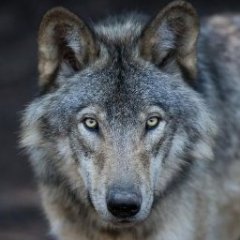 Wolfswelpe82